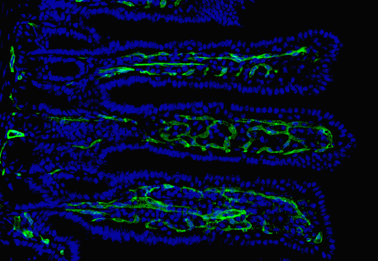 Das Bild zeigt eine mikroskopische Aufnahme von Dünndarmzotten mit Kapillargefäßen (grün) und Zellkernen (blau). 